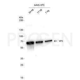 AAV6 VP3, recombinant protein - PROGEN