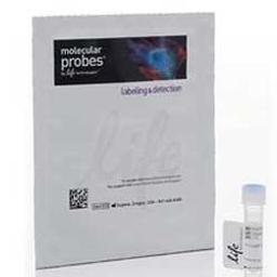 Rhodamine Phalloidin - Thermo Fisher Scientific