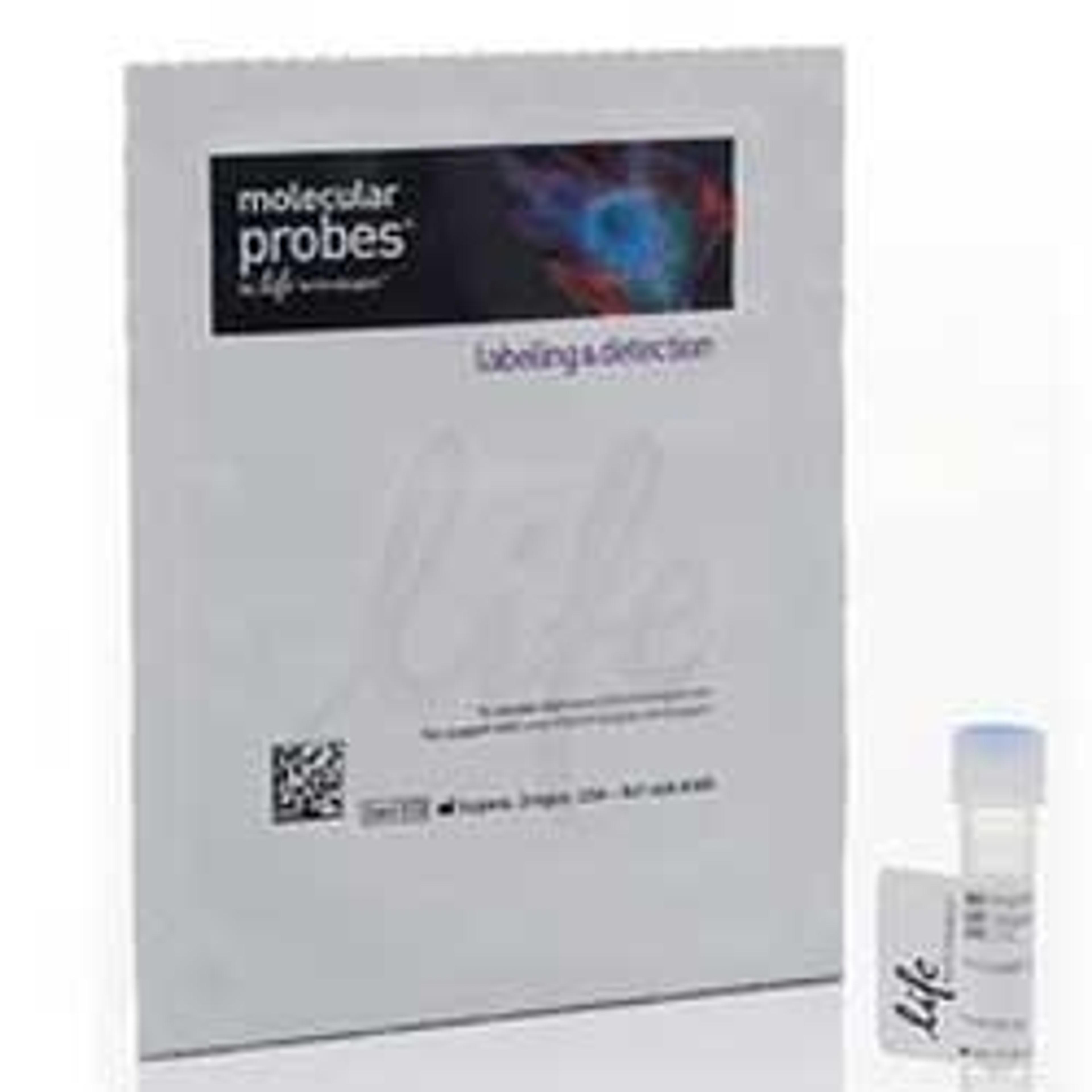 Rhodamine Phalloidin - Thermo Fisher Scientific