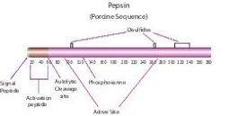 Pepsin from porcine gastric mucosa - Merck KGaA, Darmstadt, Germany