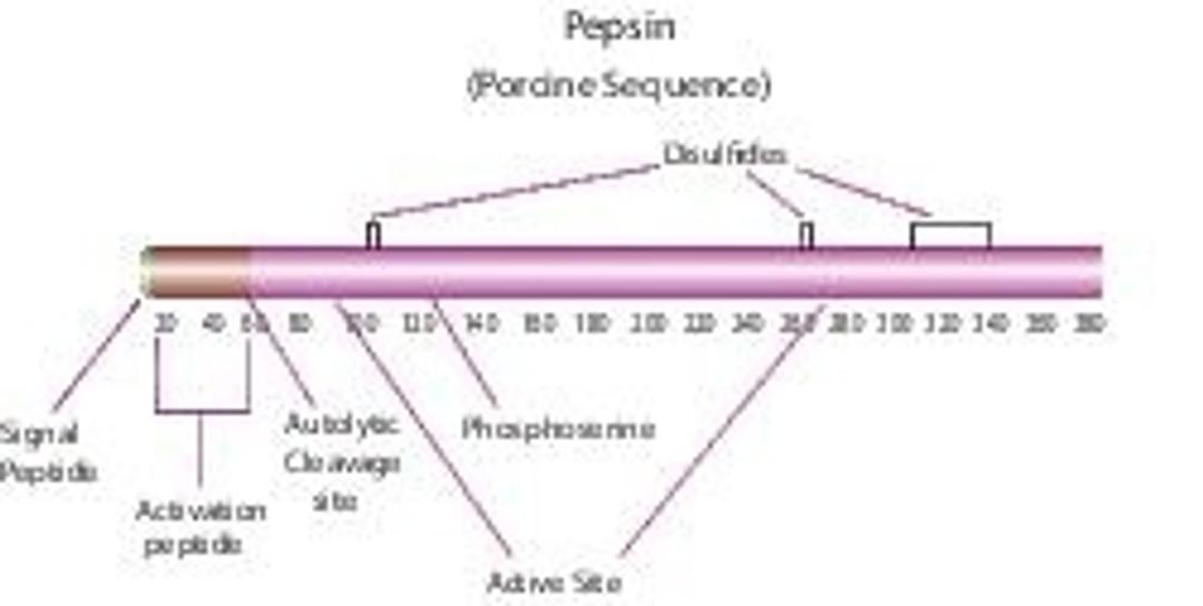 Pepsin from porcine gastric mucosa - Merck KGaA, Darmstadt, Germany