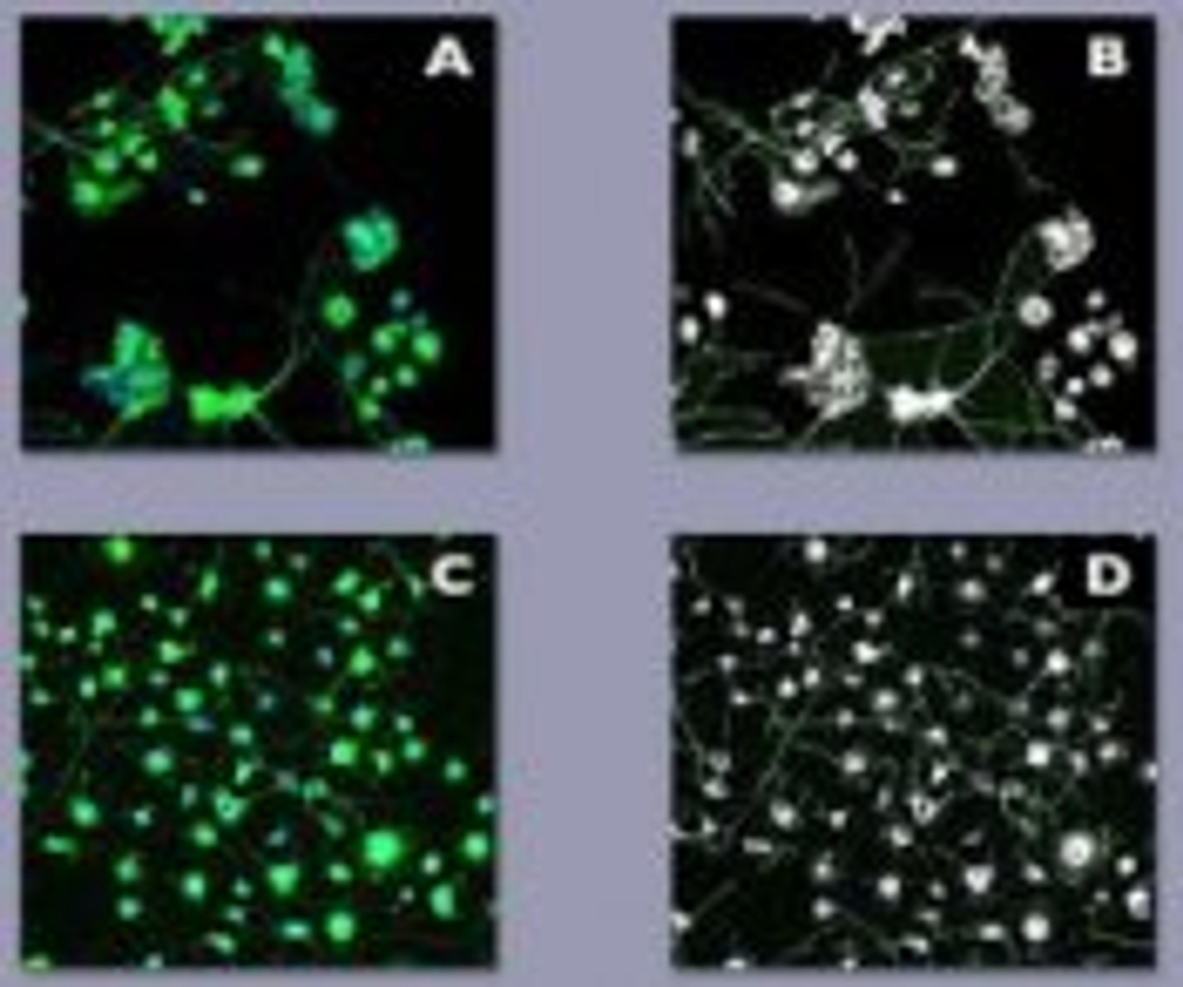 Neuroscreen™-1 Cells, Academic Package - null - Life Sciences