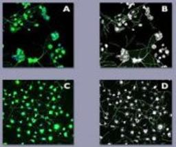 Neuroscreen™-1 Cells, Academic Package - null - Life Sciences