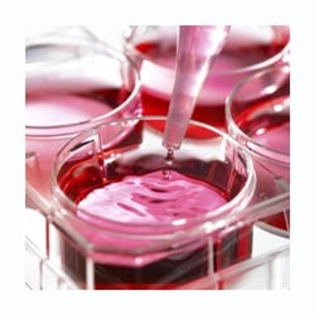 Fœtal Bovine Serum - MP Biomedicals - Life Sciences