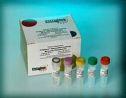 G-Sphere® Molecular Standards - Phthisis Diagnostics - Clinical Diagnostics