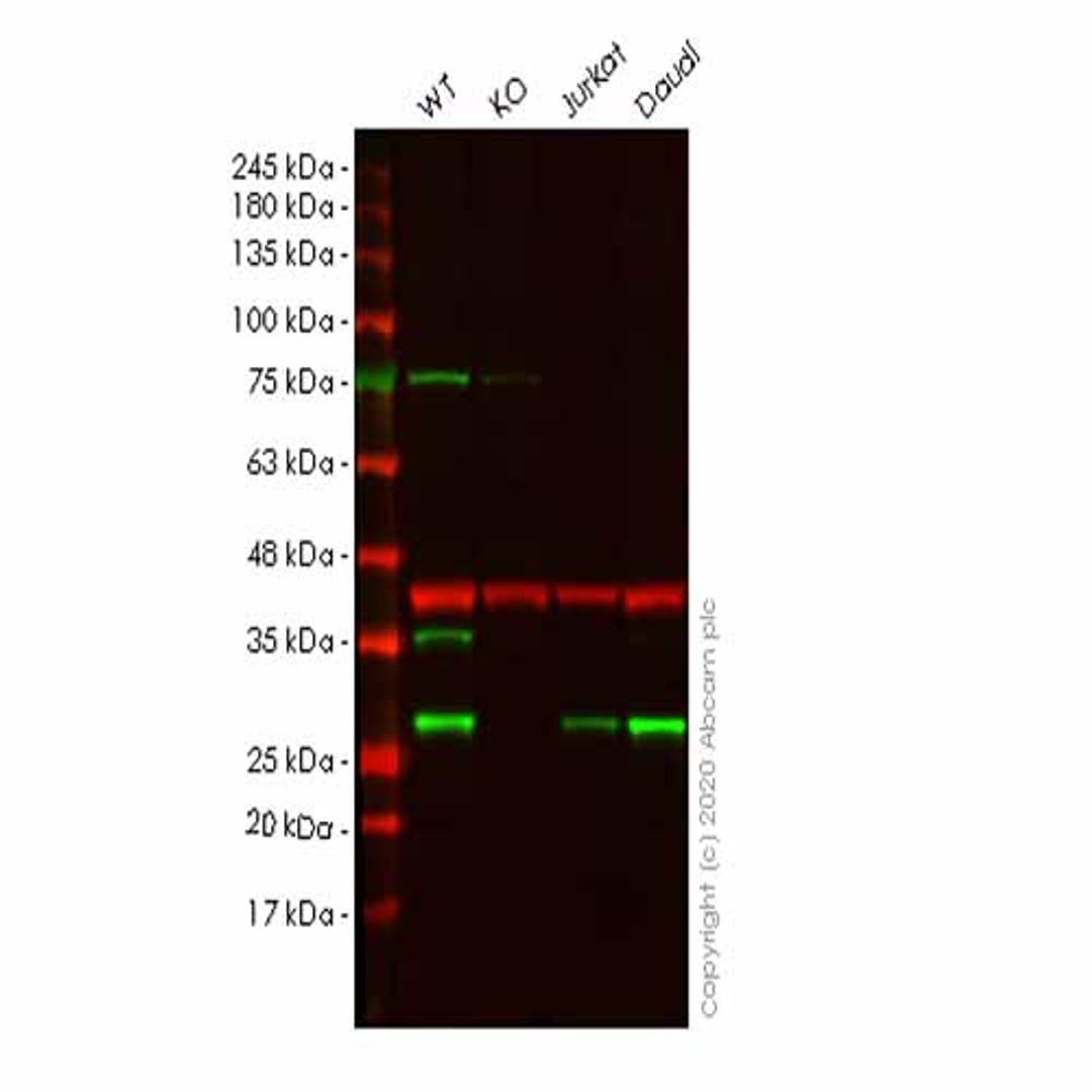 Human UBE2K (HIP2/LIG) knockout HeLa cell line - Abcam plc - Life Sciences