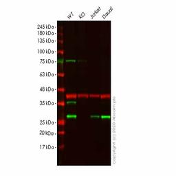 Human UBE2K (HIP2/LIG) knockout HeLa cell line - Abcam plc - Life Sciences