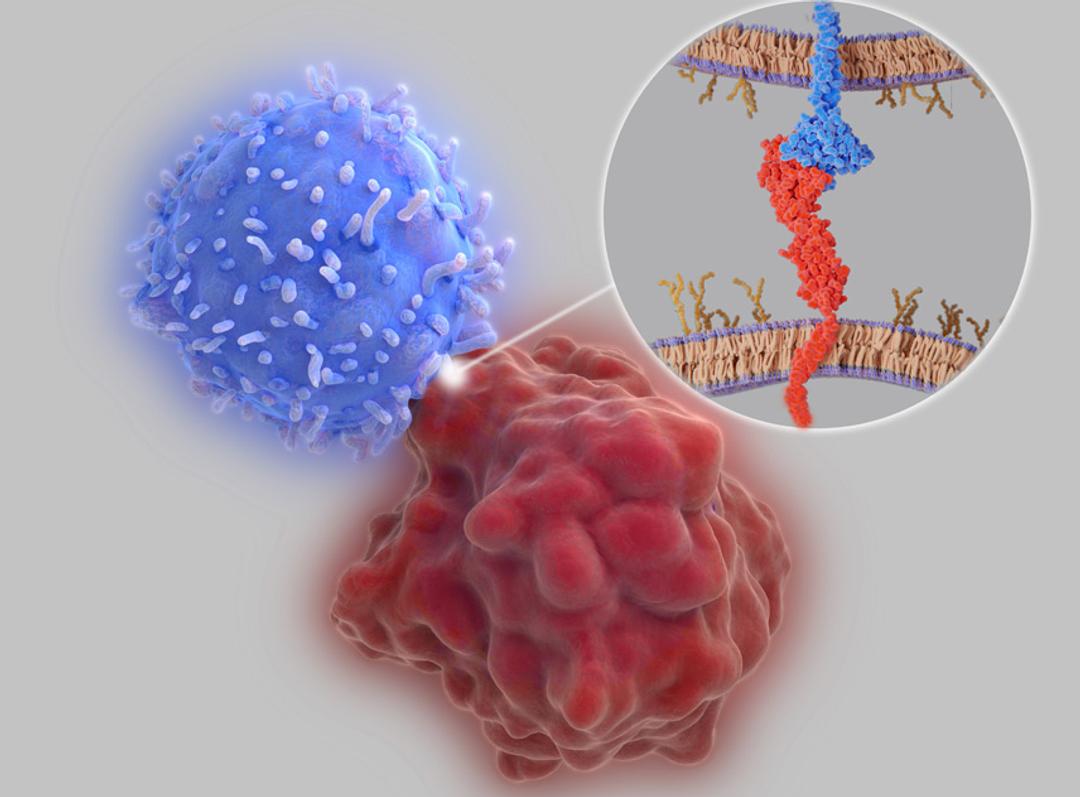 Immune Checkpoint Proteins - Creative BioMart - Life Sciences