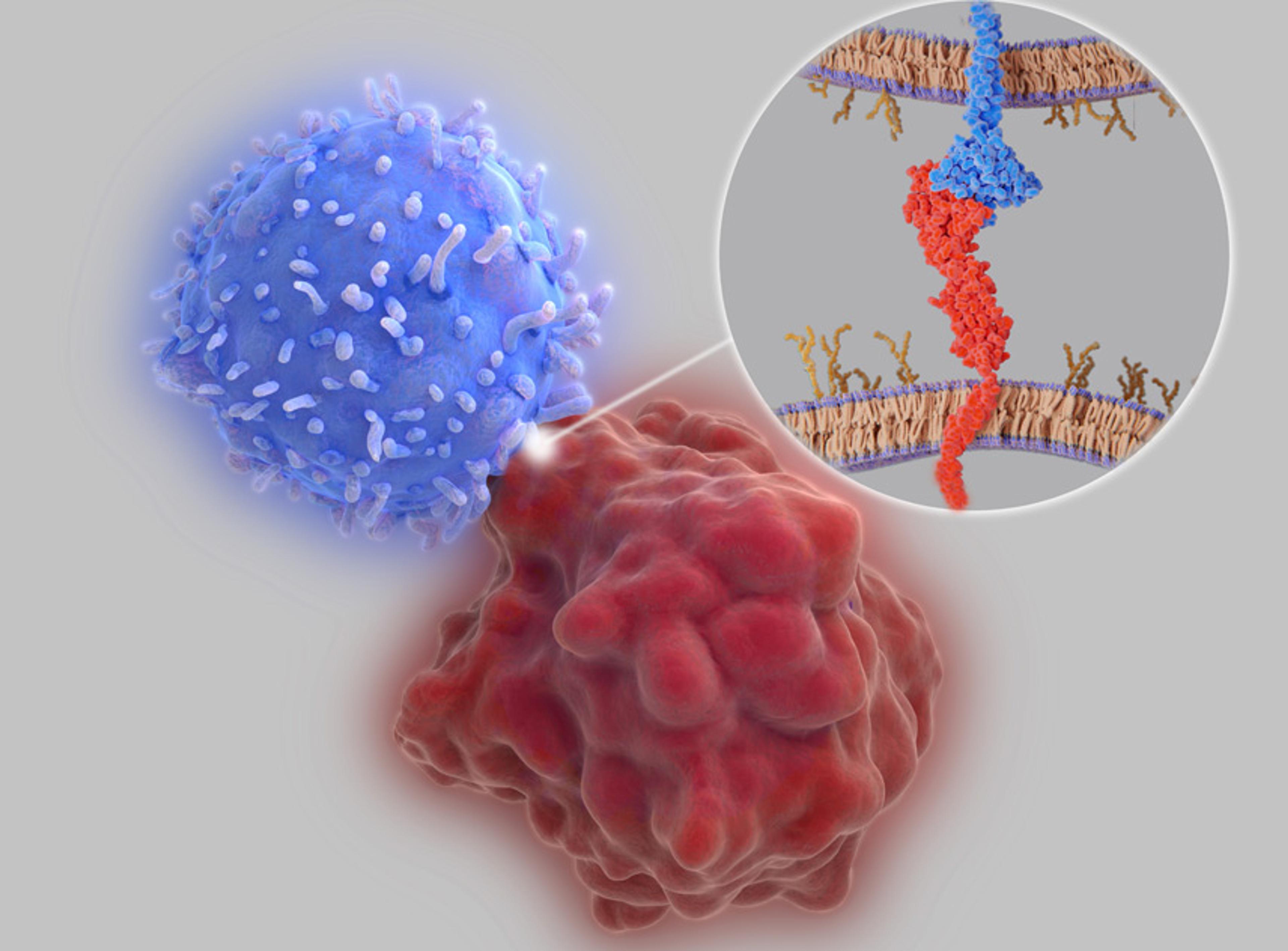 Immune Checkpoint Proteins - Creative BioMart - Life Sciences