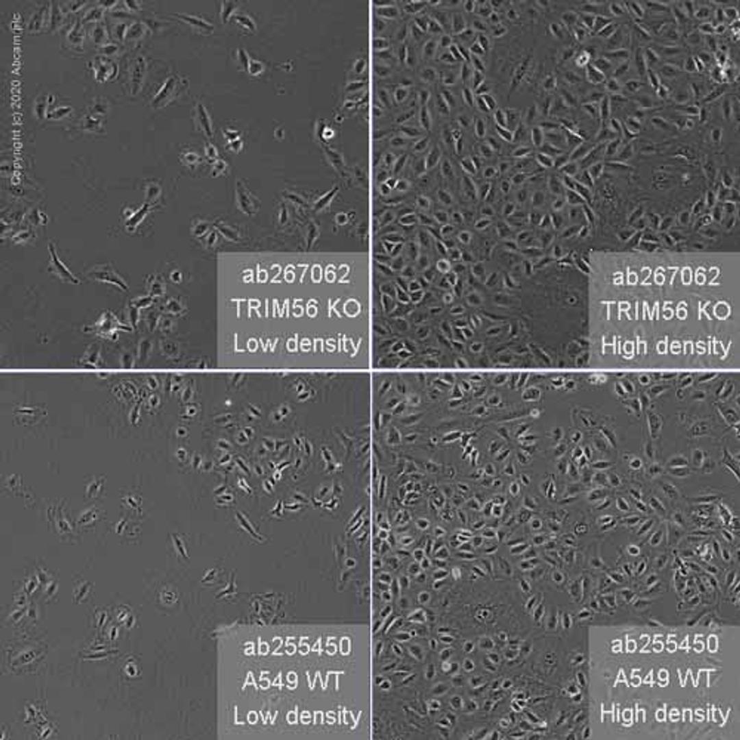 Human TRIM56 knockout A549 cell line - Abcam plc - Life Sciences