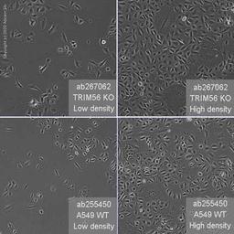Human TRIM56 knockout A549 cell line - Abcam plc - Life Sciences