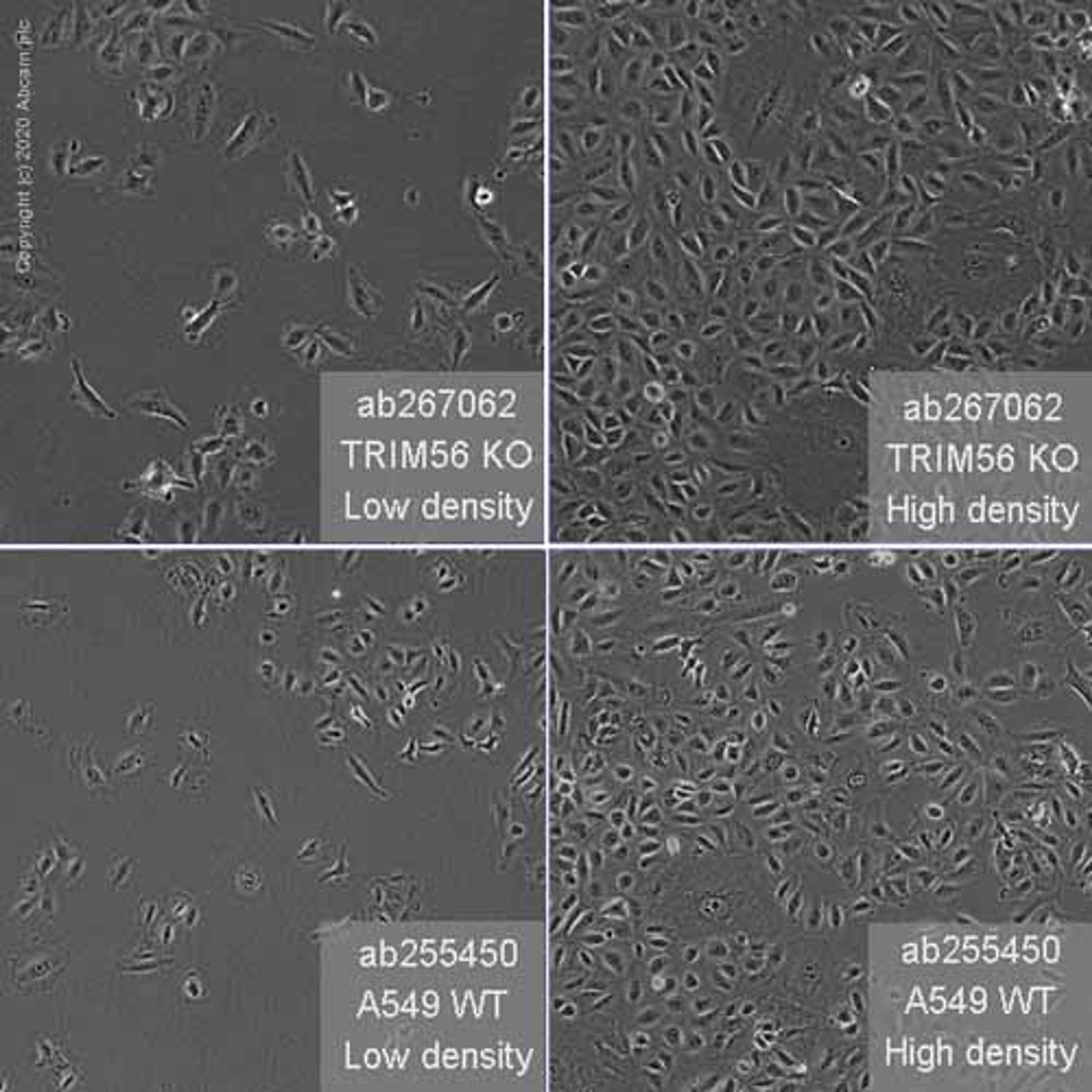 Human TRIM56 knockout A549 cell line - Abcam plc - Life Sciences