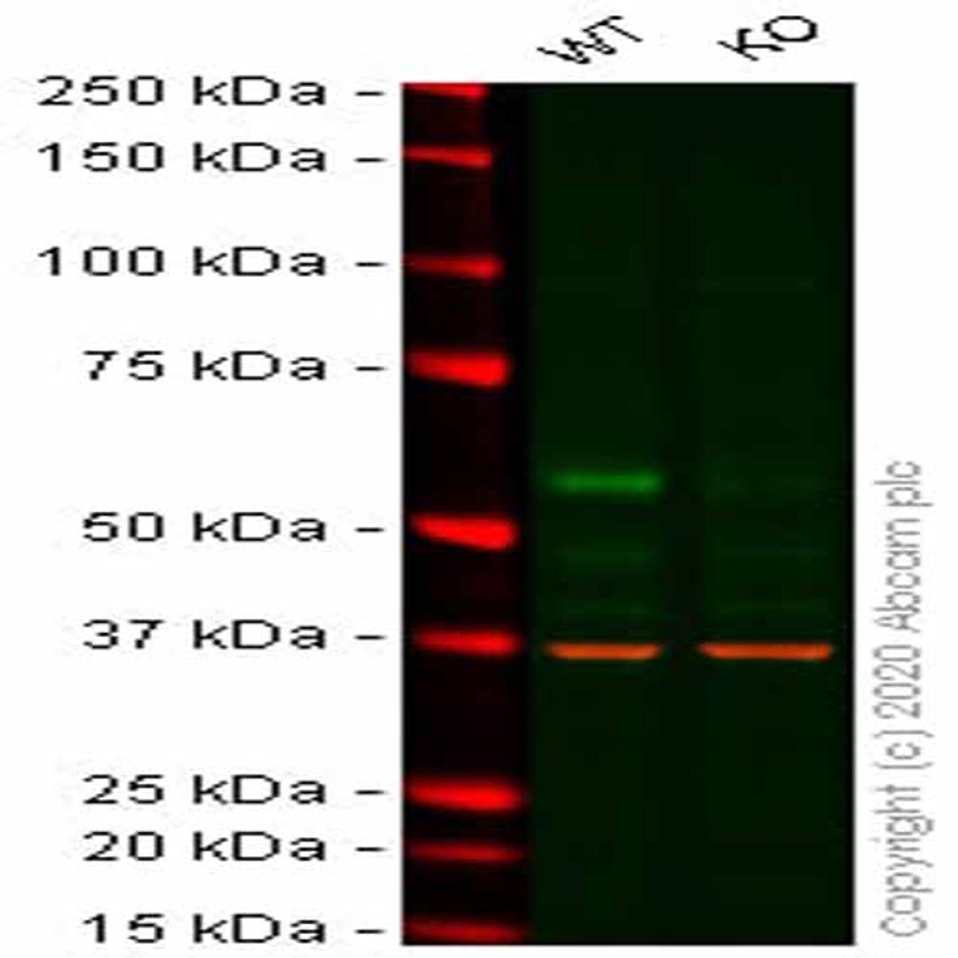 Human ELK1 knockout HeLa cell line - Abcam plc - Life Sciences