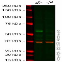 Human ELK1 knockout HeLa cell line - Abcam plc - Life Sciences