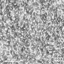 Colon-26 - Cell Lines Service GmbH - Life Sciences