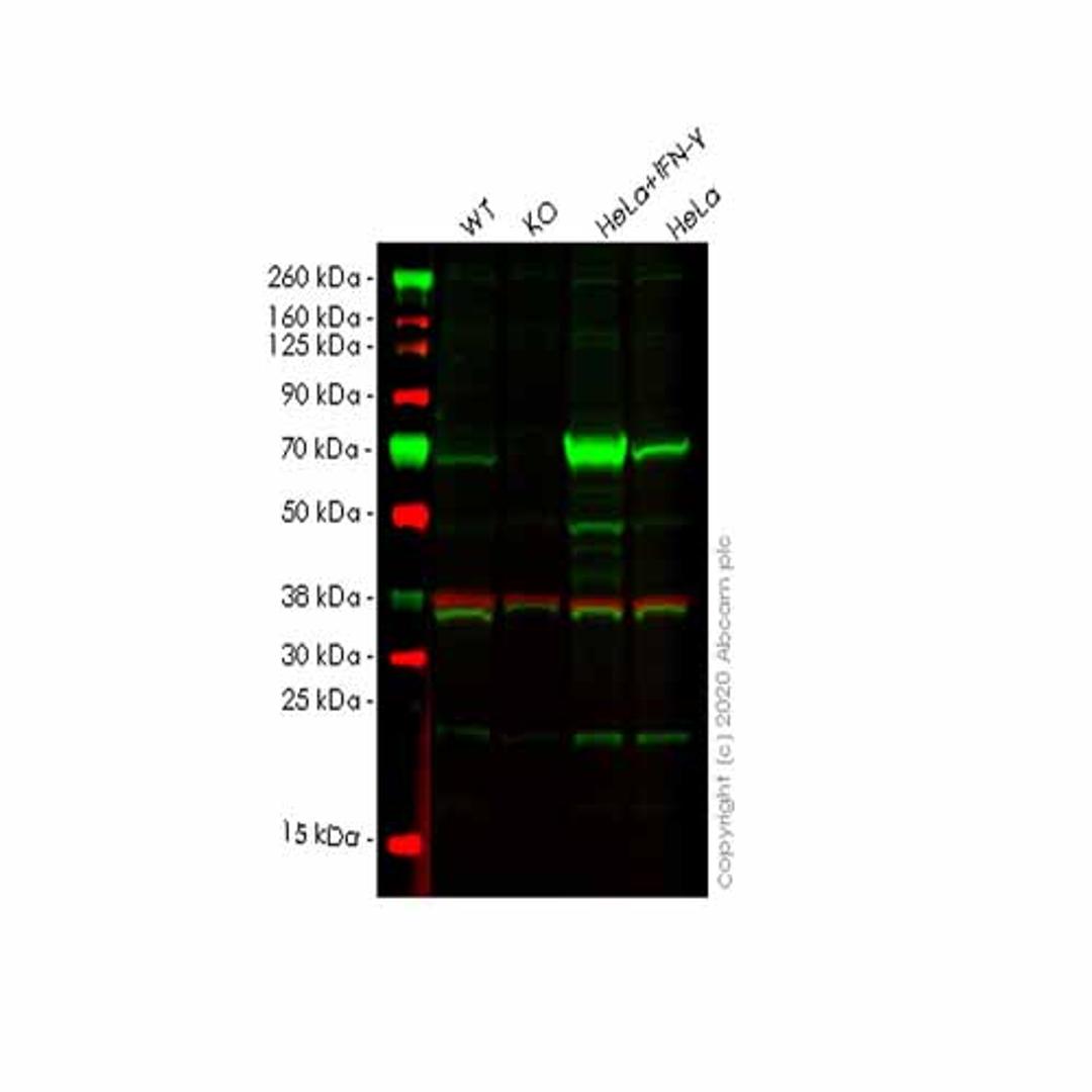 Human GBP1 knockout A549 cell line - Abcam plc - Life Sciences