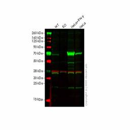 Human GBP1 knockout A549 cell line - Abcam plc - Life Sciences
