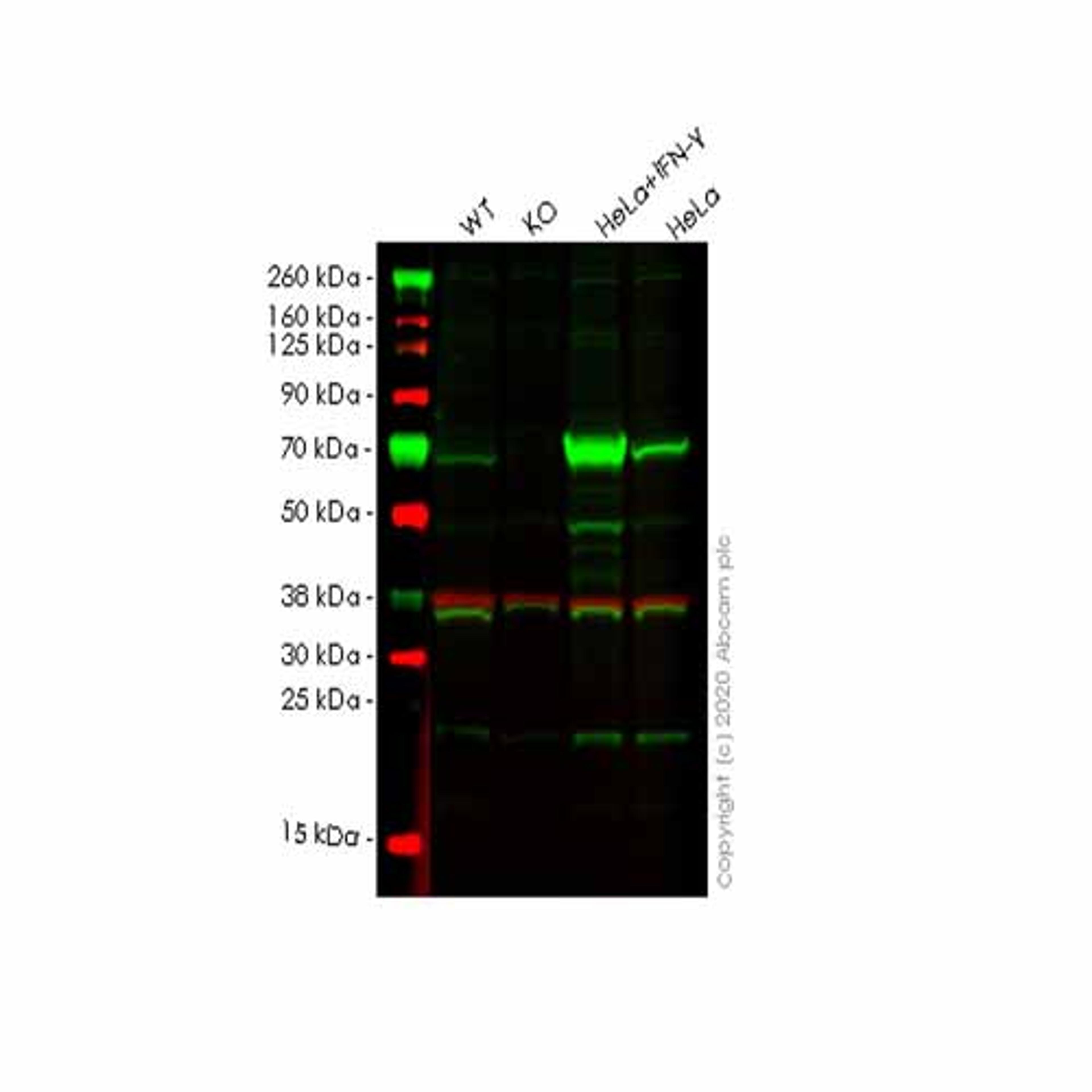 Human GBP1 knockout A549 cell line - Abcam plc - Life Sciences