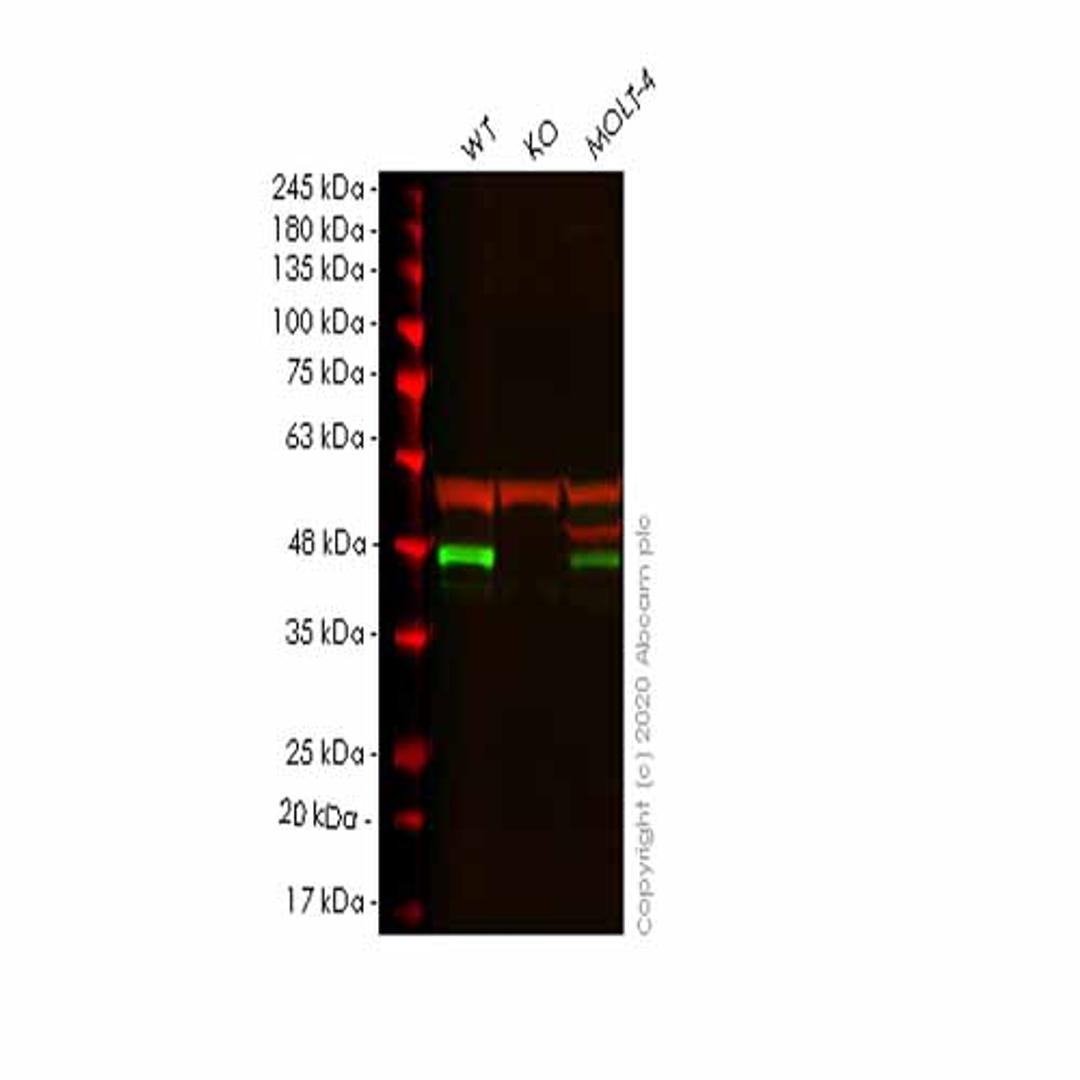 Human BMI1 knockout HEK293T cell line - Abcam plc - Life Sciences