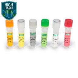 iScript™ Select cDNA Synthesis Kit, 100 x 20 µl rxns - Bio-Rad - Life Sciences