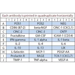 Rat Cytokine Array Q3 - RayBiotech Inc. - Life Sciences