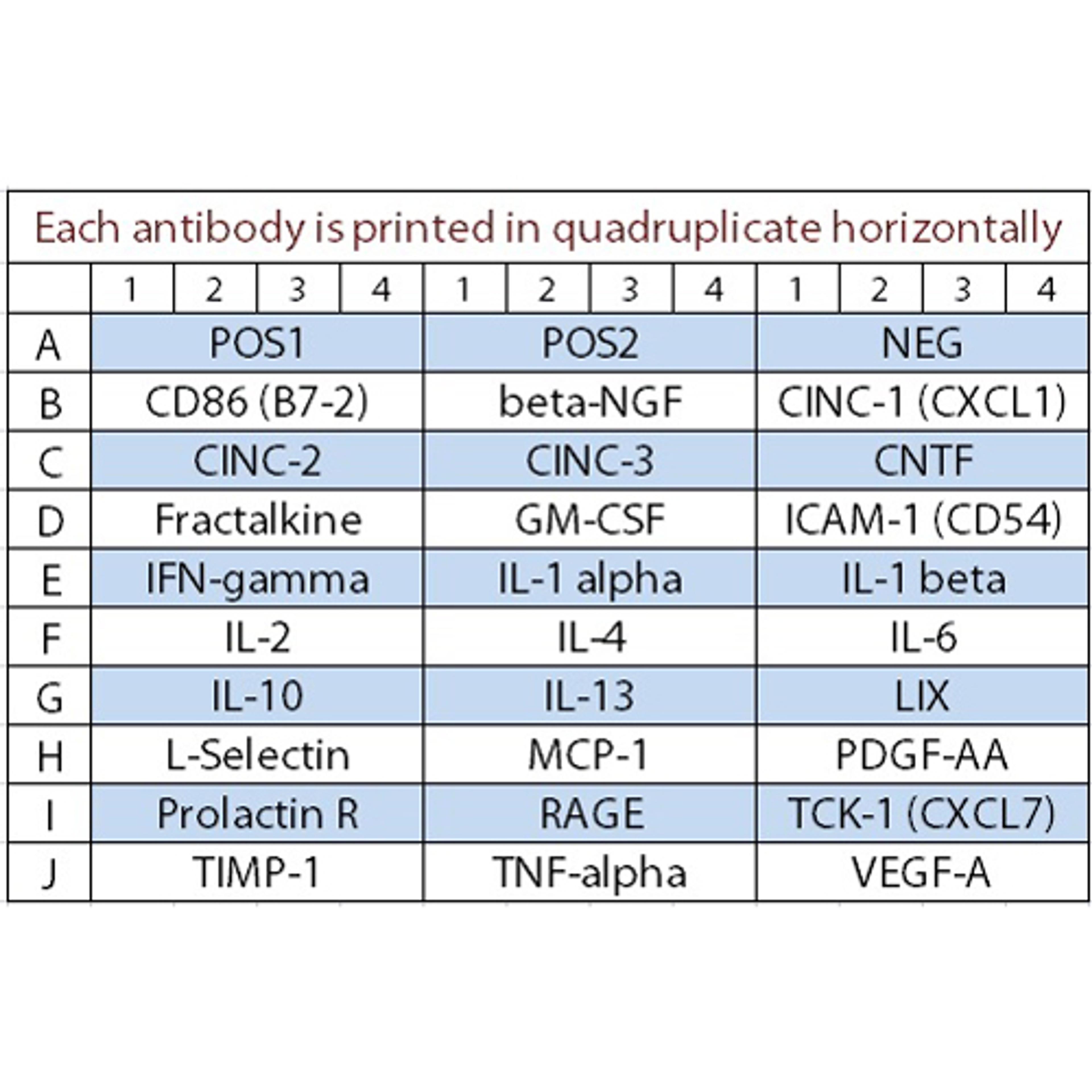 Rat Cytokine Array Q3 - RayBiotech Inc. - Life Sciences