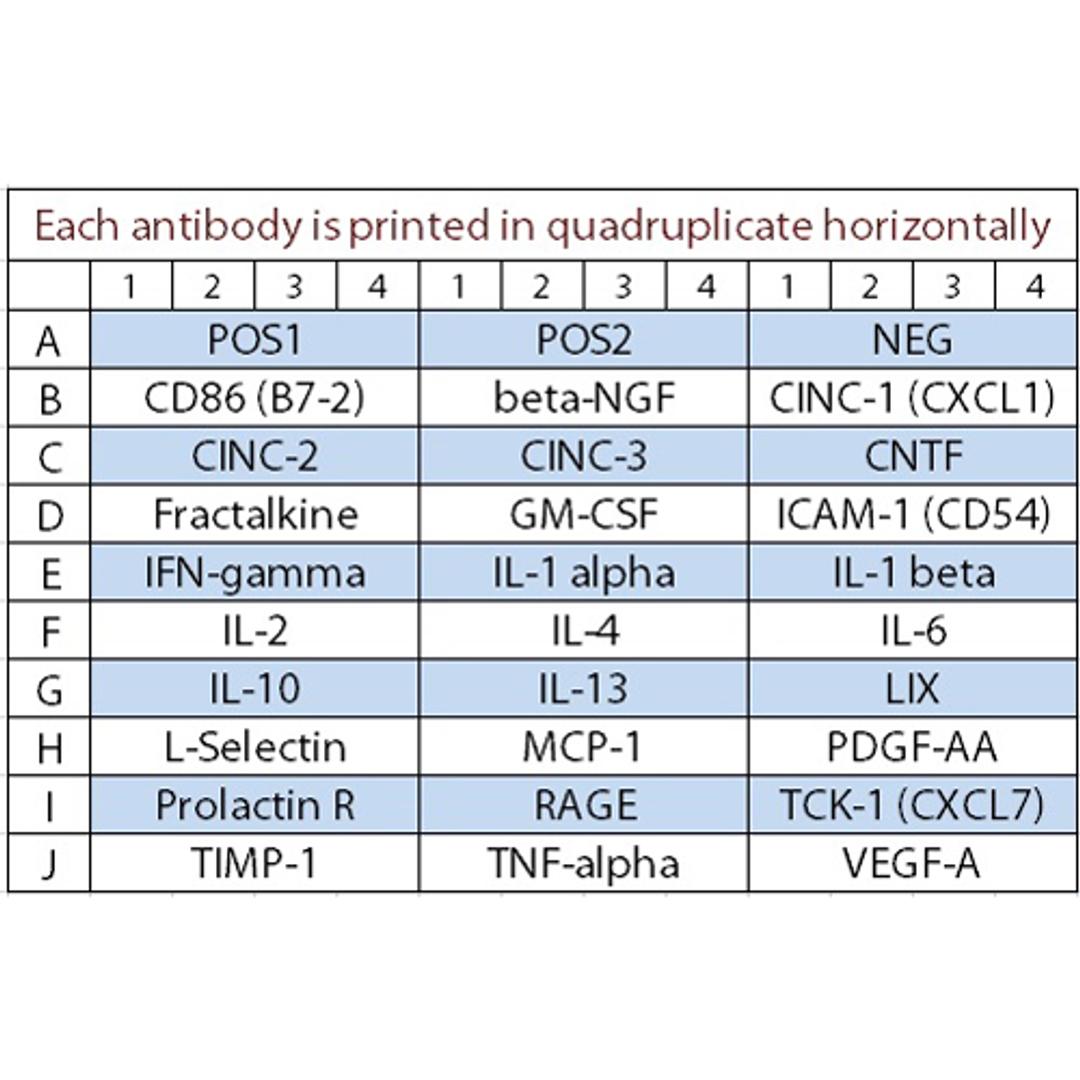 Rat Cytokine Array Q3 - RayBiotech Inc. - Life Sciences