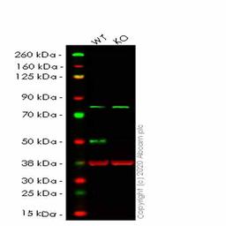 Human TFAP2A (Transcription factor AP-2-alpha) knockout HeLa cell line - Abcam plc - Life Sciences