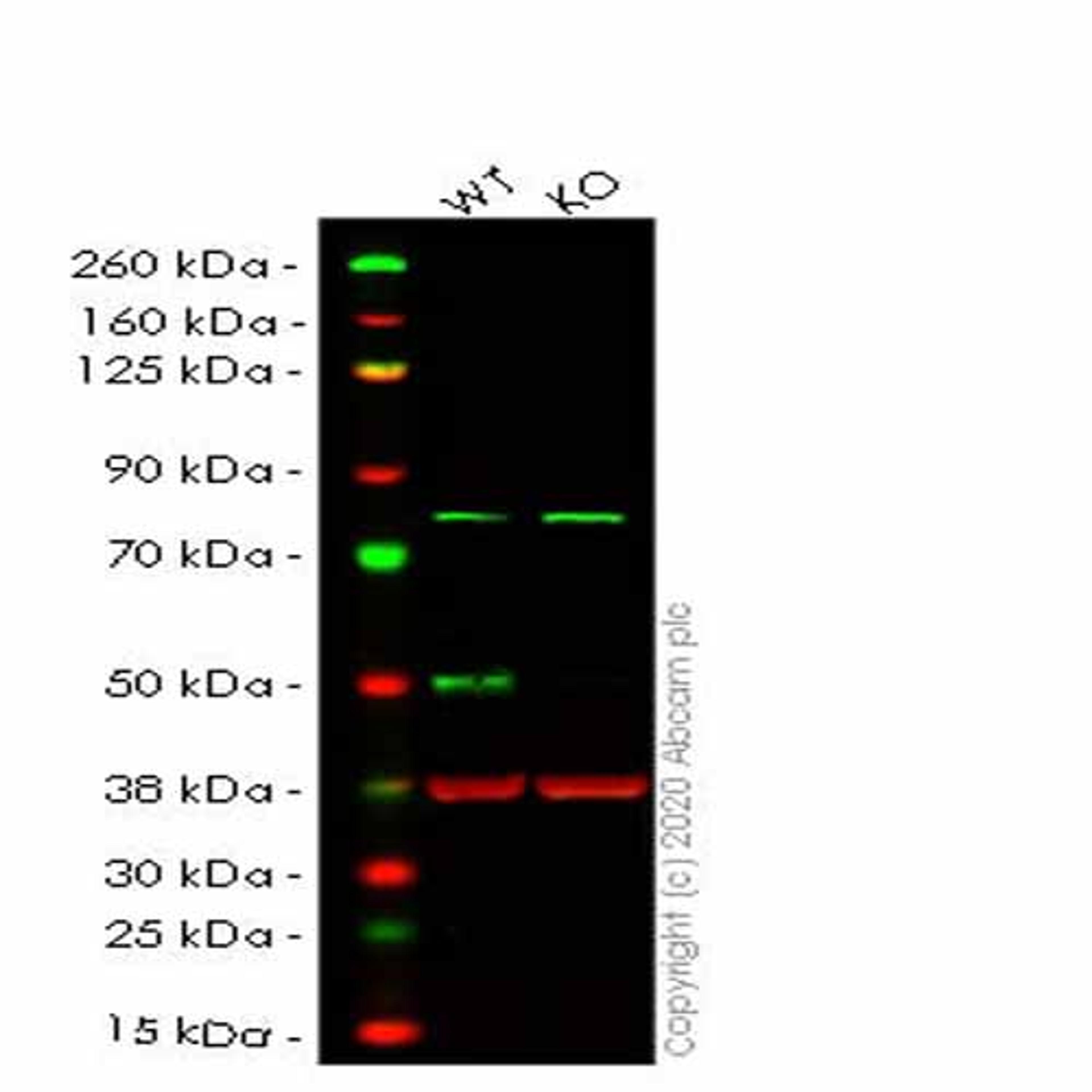 Human TFAP2A (Transcription factor AP-2-alpha) knockout HeLa cell line - Abcam plc - Life Sciences