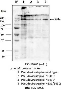 Rabbit anti-SARS-CoV-2 S2F antibody - RayBiotech Inc. - Life Sciences