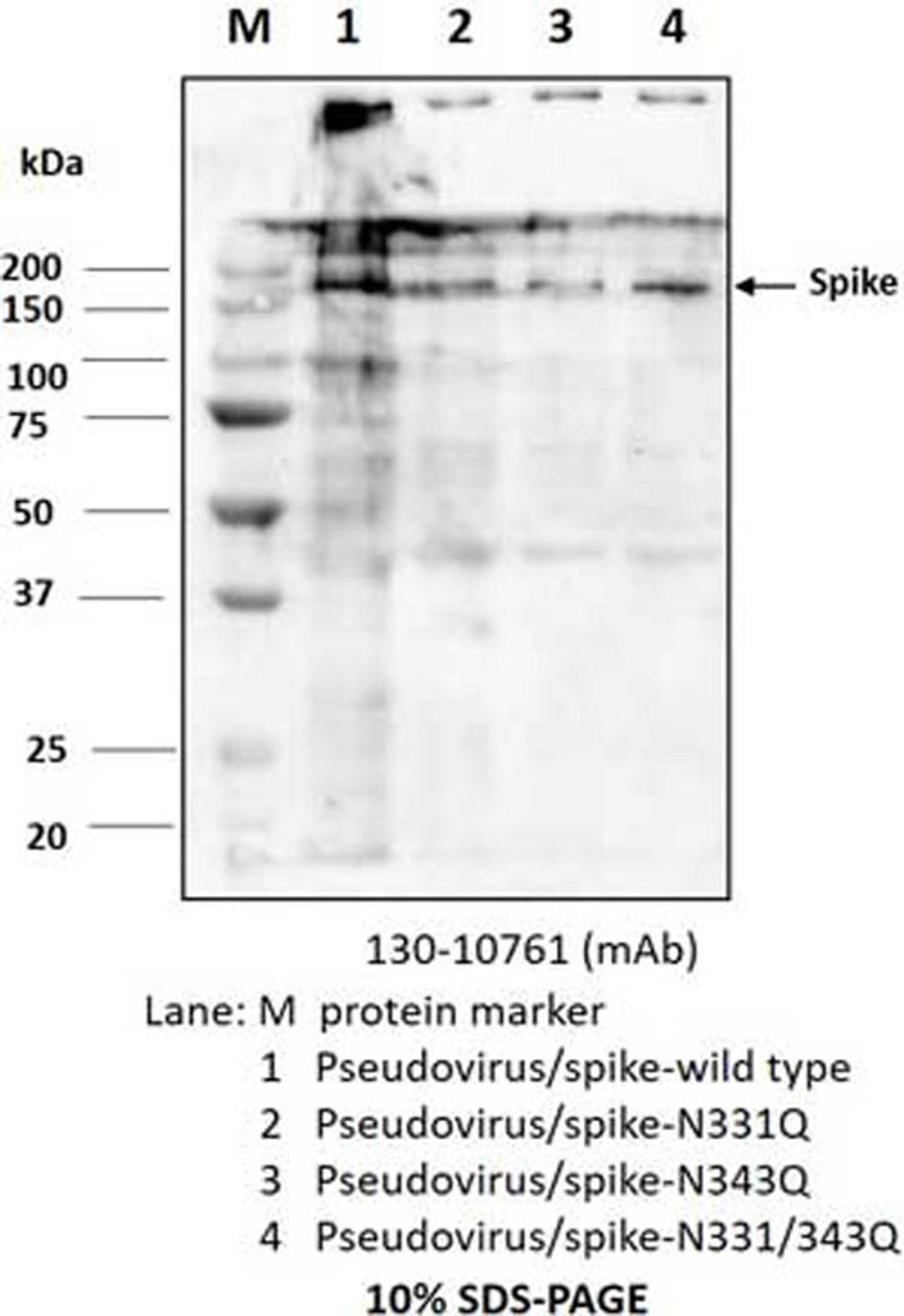 Rabbit anti-SARS-CoV-2 S2F antibody - RayBiotech Inc. - Life Sciences