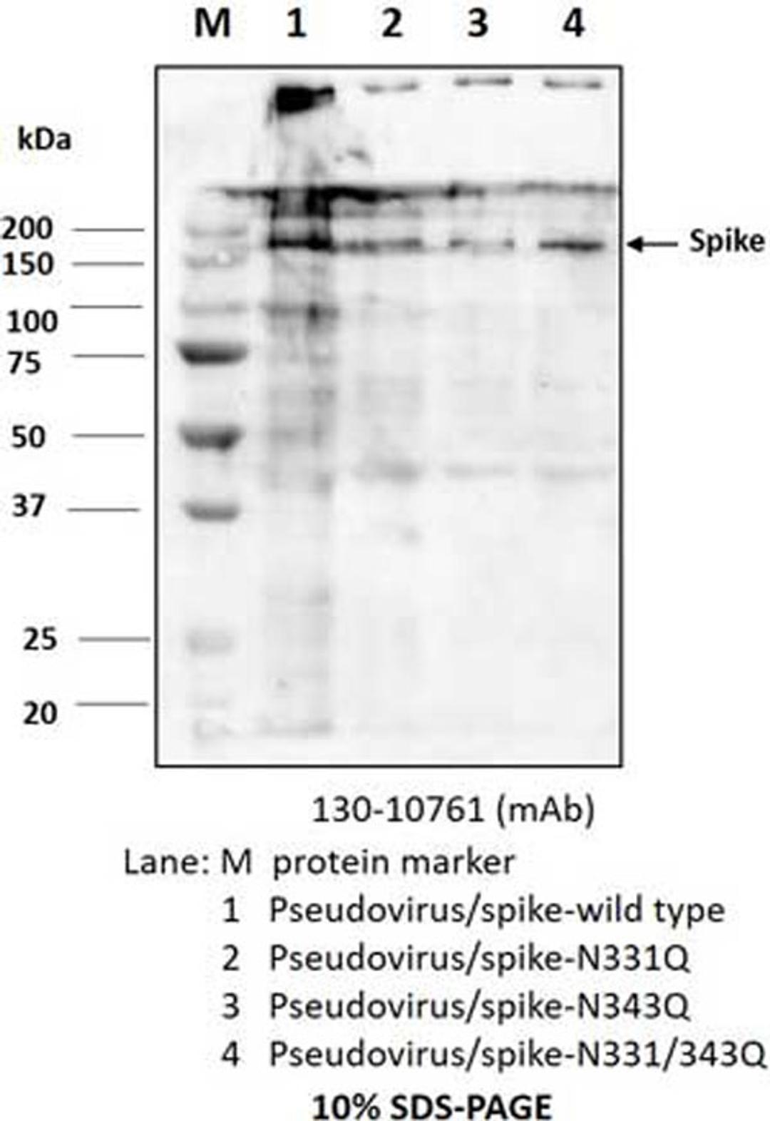 Rabbit anti-SARS-CoV-2 S2F antibody - RayBiotech Inc. - Life Sciences