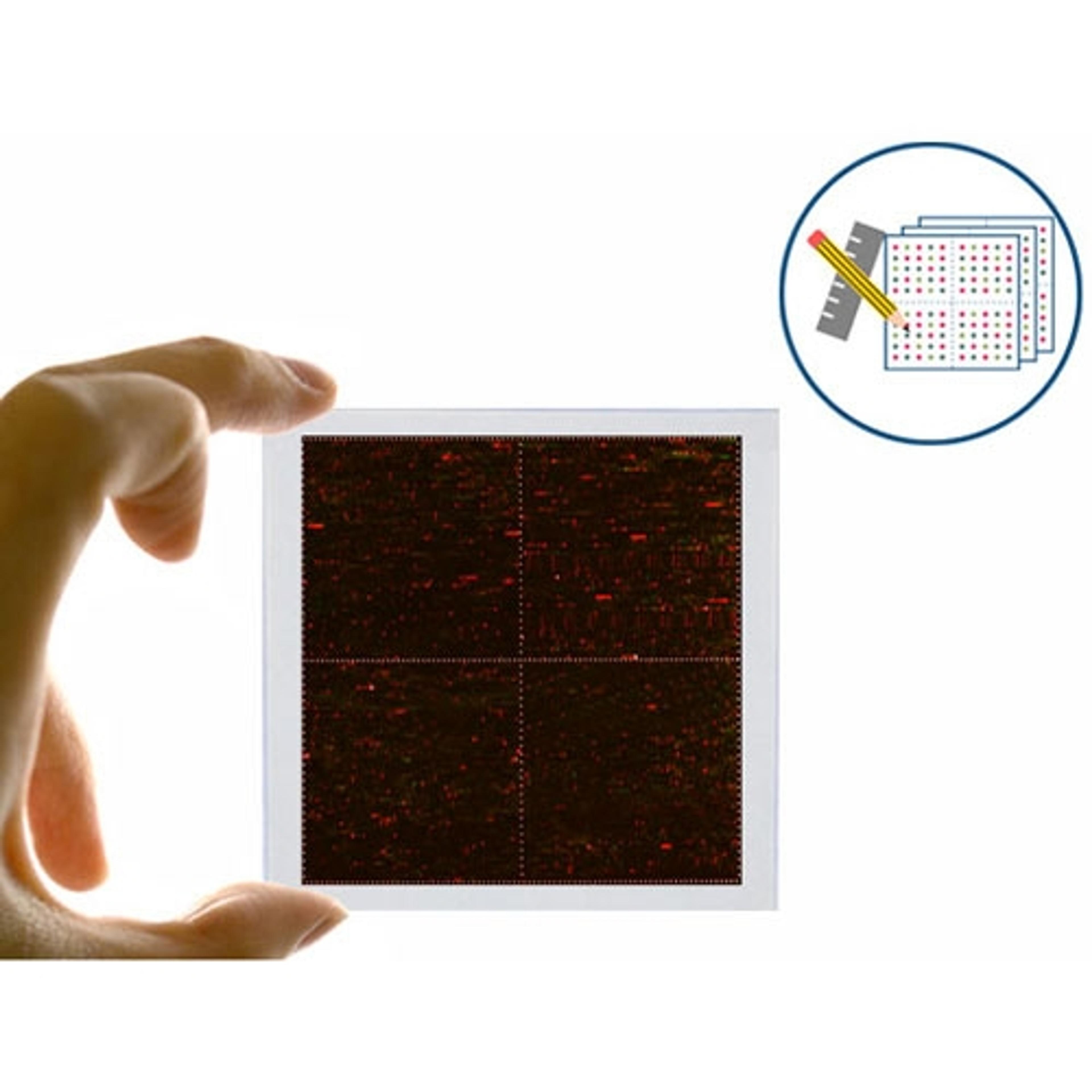 PEPperCHIP® Signature Discovery Microarray - PEPperPRINT GmbH - Life Sciences