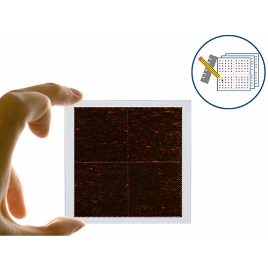 PEPperCHIP® Signature Discovery Microarray - PEPperPRINT GmbH - Life Sciences