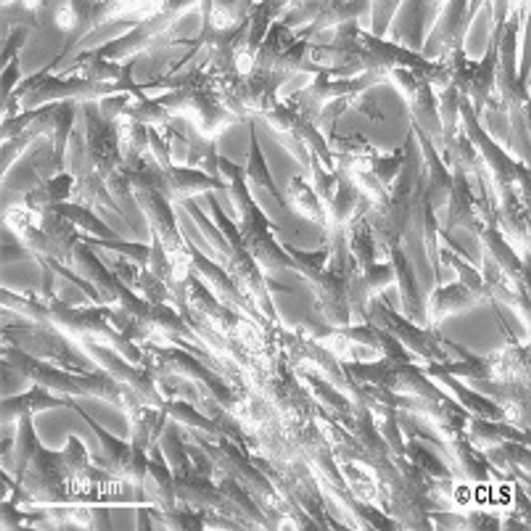 BHK-21 clone 13 - Cell Lines Service GmbH - Life Sciences