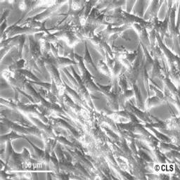 BHK-21 clone 13 - Cell Lines Service GmbH - Life Sciences