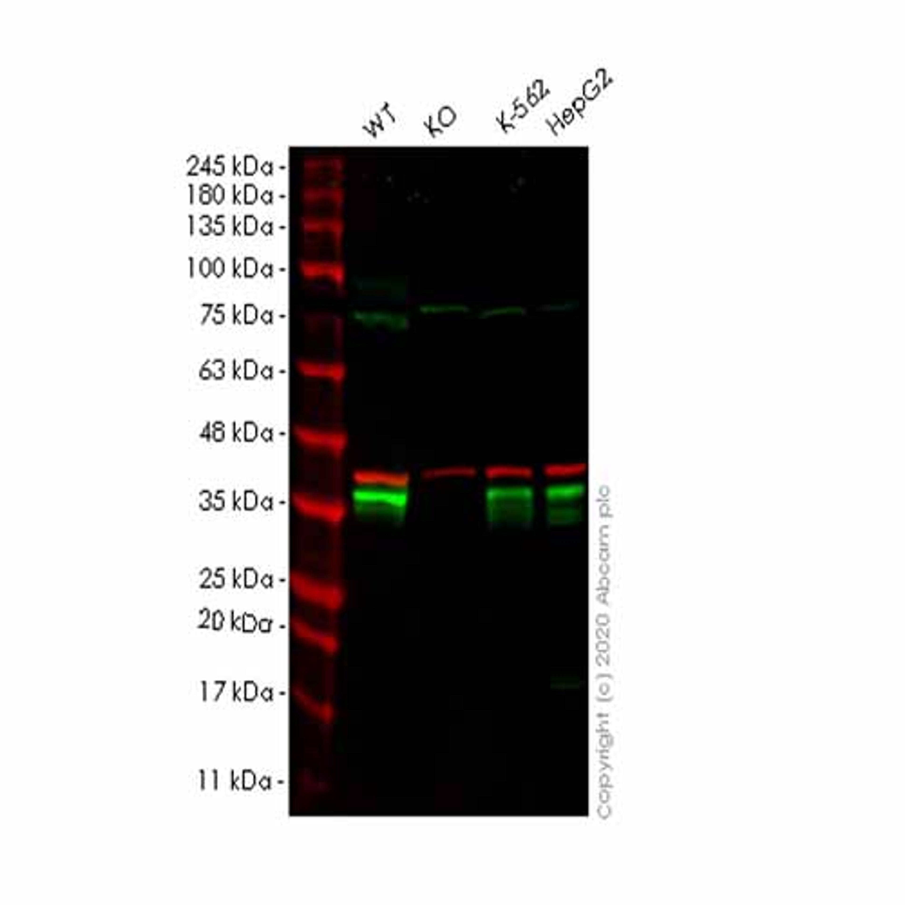 Human PRKRA (PACT) knockout HEK293T cell line - Abcam plc - Life Sciences