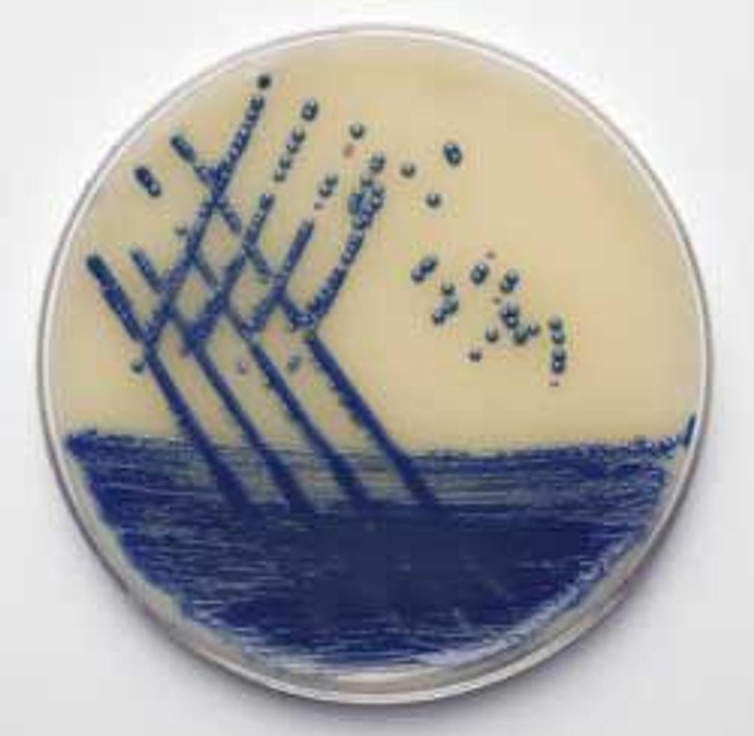 Brilliance MRSA AGAR - Thermo Fisher Scientific - Life Sciences