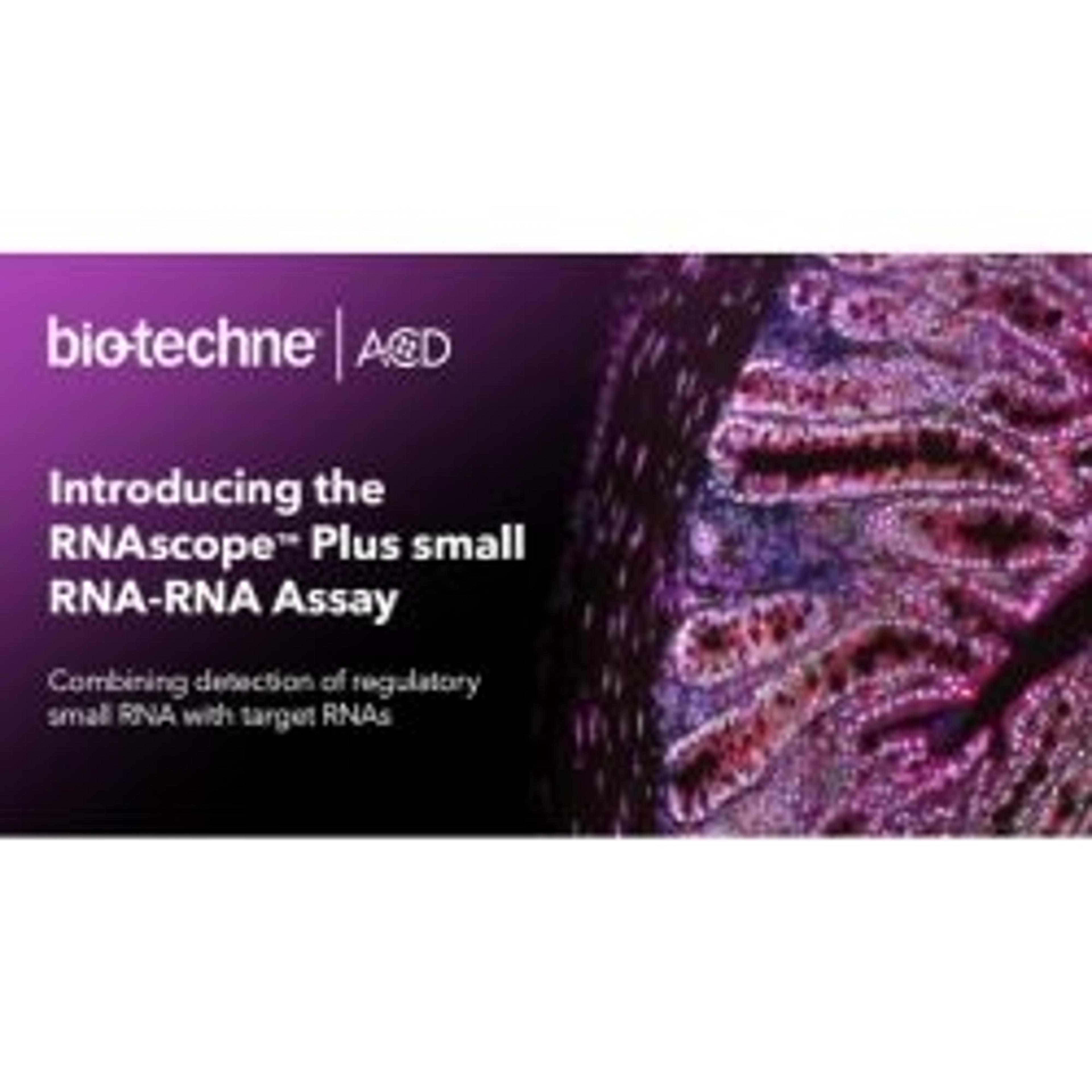 RNAscope Plus smRNA-RNA assay - Advanced Cell Diagnostics - Life Sciences