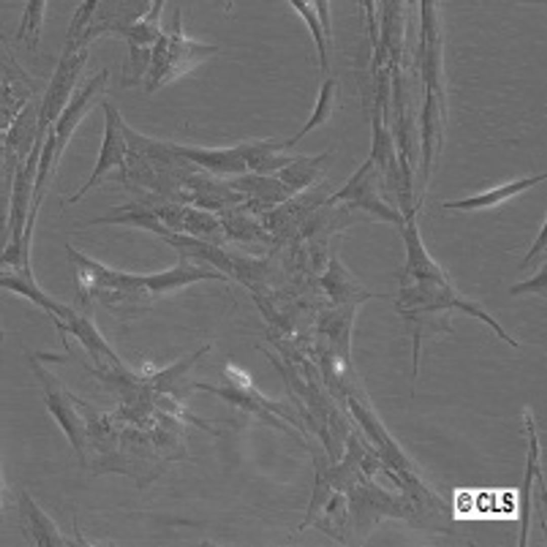 Human Mesenchymal Stem Cells, Bone Marrow (HMSC-BM) - Cell Lines Service GmbH - Life Sciences