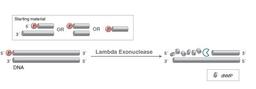 Lambda Exonuclease - New England Biolabs Inc. - Life Sciences
