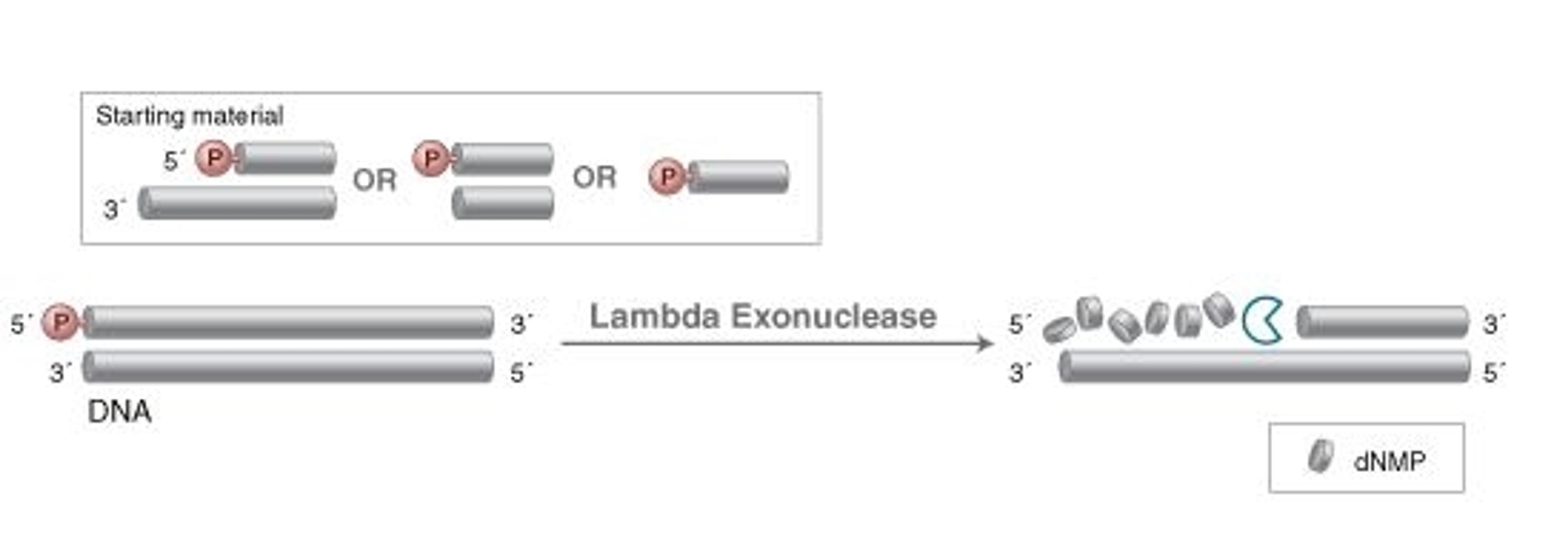 Lambda Exonuclease - New England Biolabs Inc. - Life Sciences