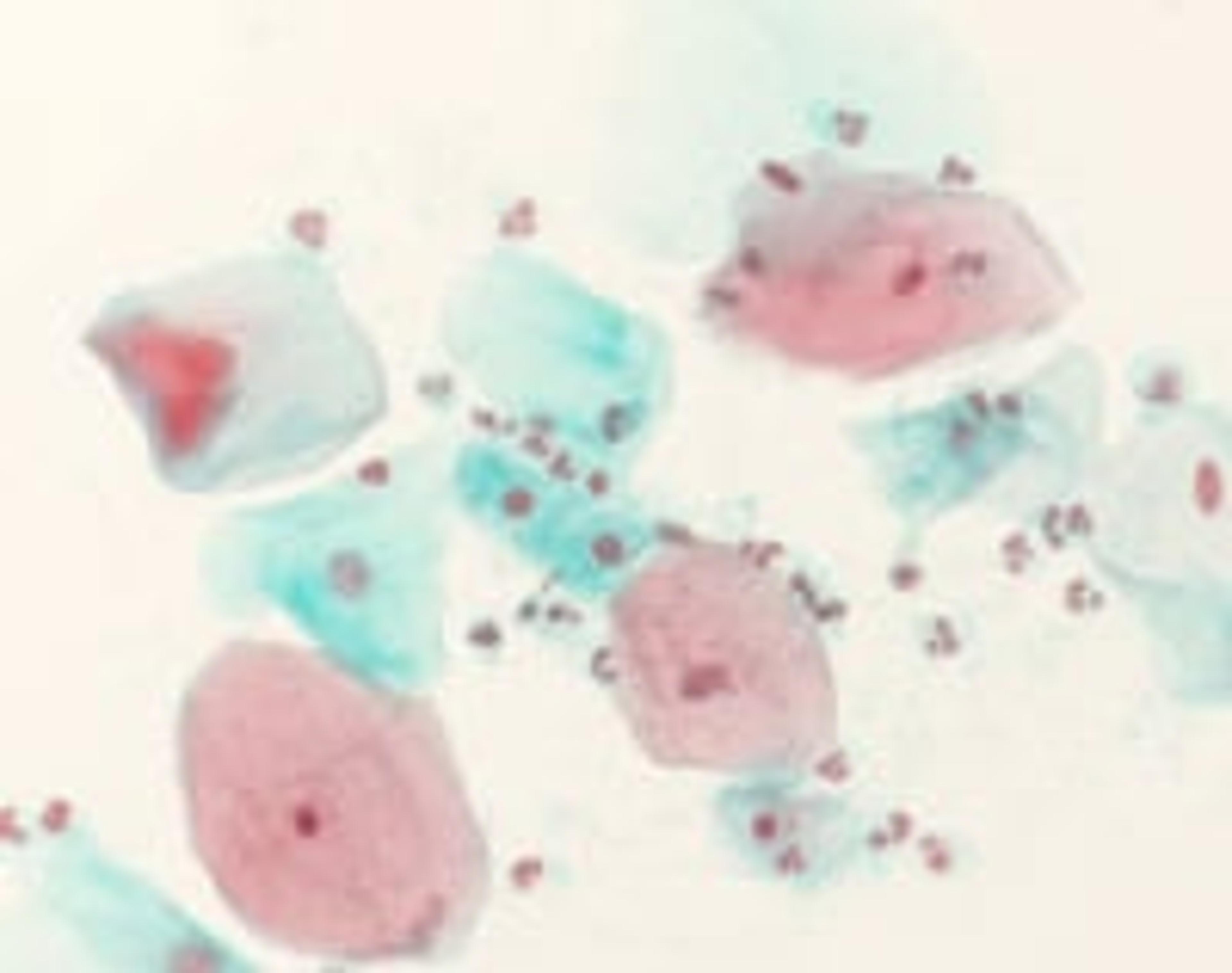 Shorr staining solution - Merck KGaA, Darmstadt, Germany - Clinical Diagnostics