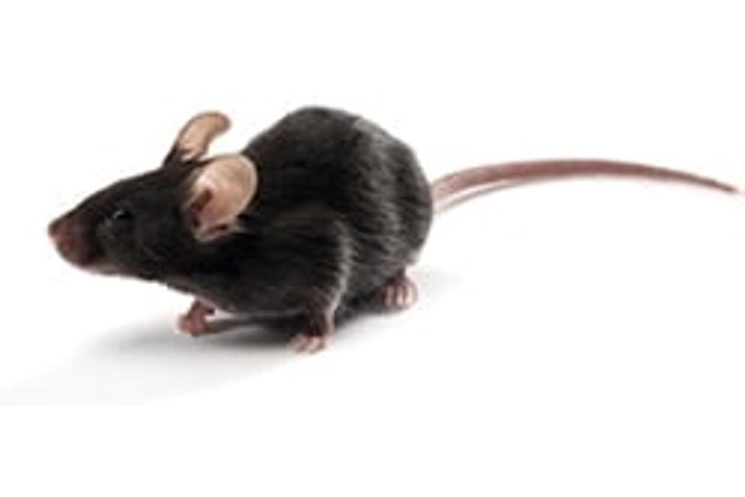 C57BL/6-Elite Mouse Model - Charles River - Drug discovery > Pre-Clinical Development