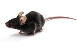 C57BL/6-Elite Mouse Model - Charles River - Drug discovery > Pre-Clinical Development
