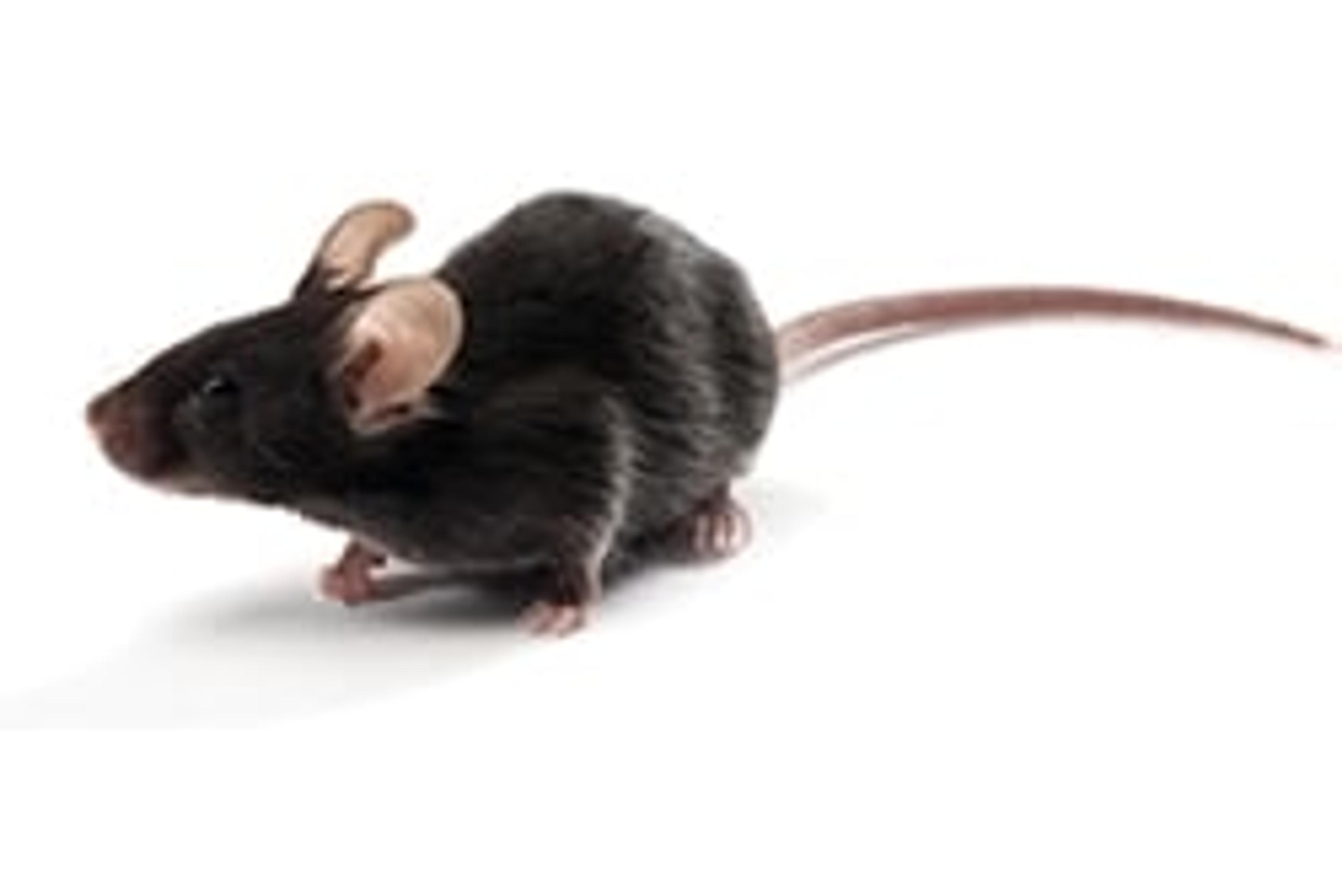 C57BL/6-Elite Mouse Model - Charles River - Drug discovery > Pre-Clinical Development