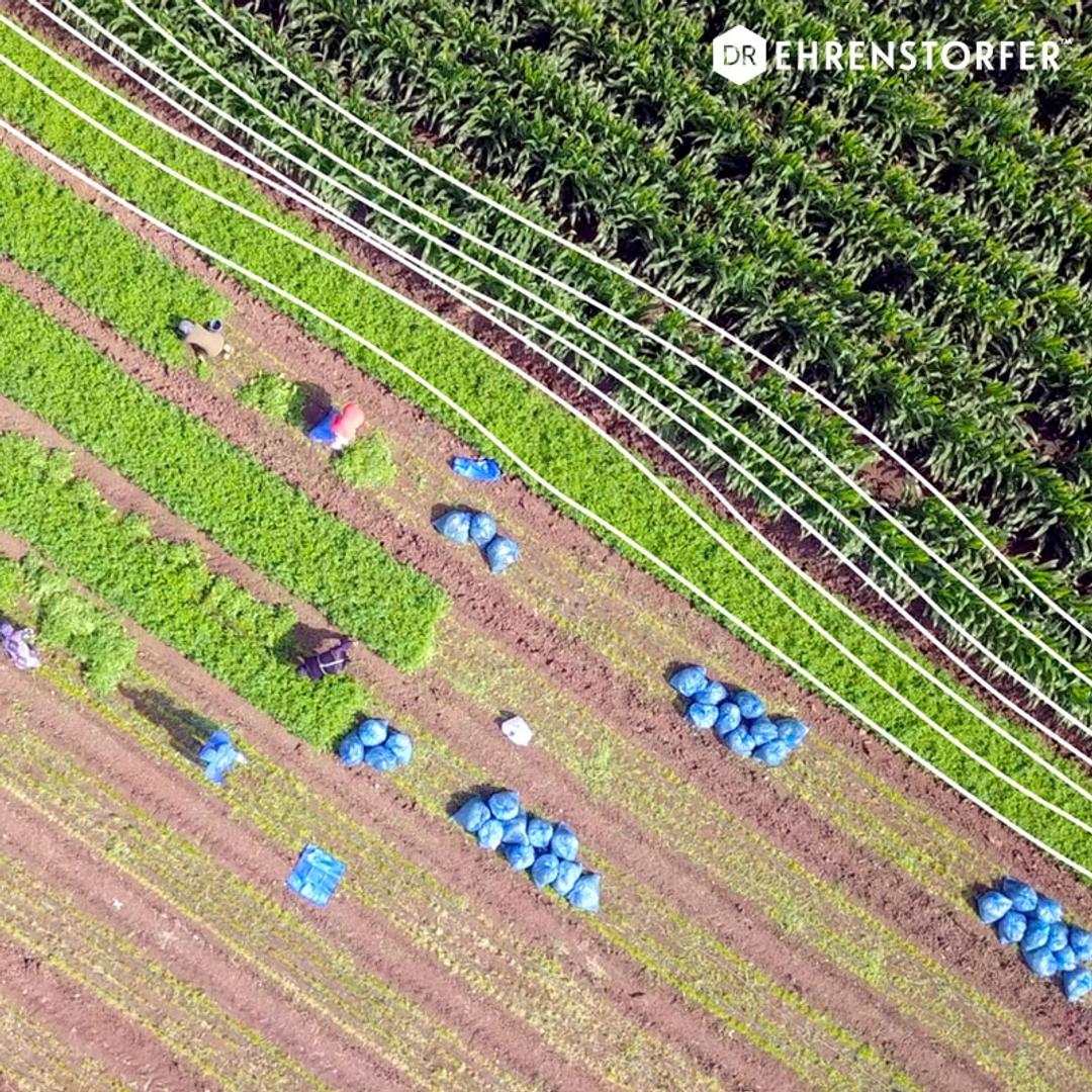 Food reference materials - LGC - Dr. Ehrenstorfer - Separations