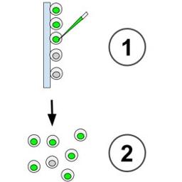 Zebrafish Inject Express Service - InVivo Biosystems - Life Sciences