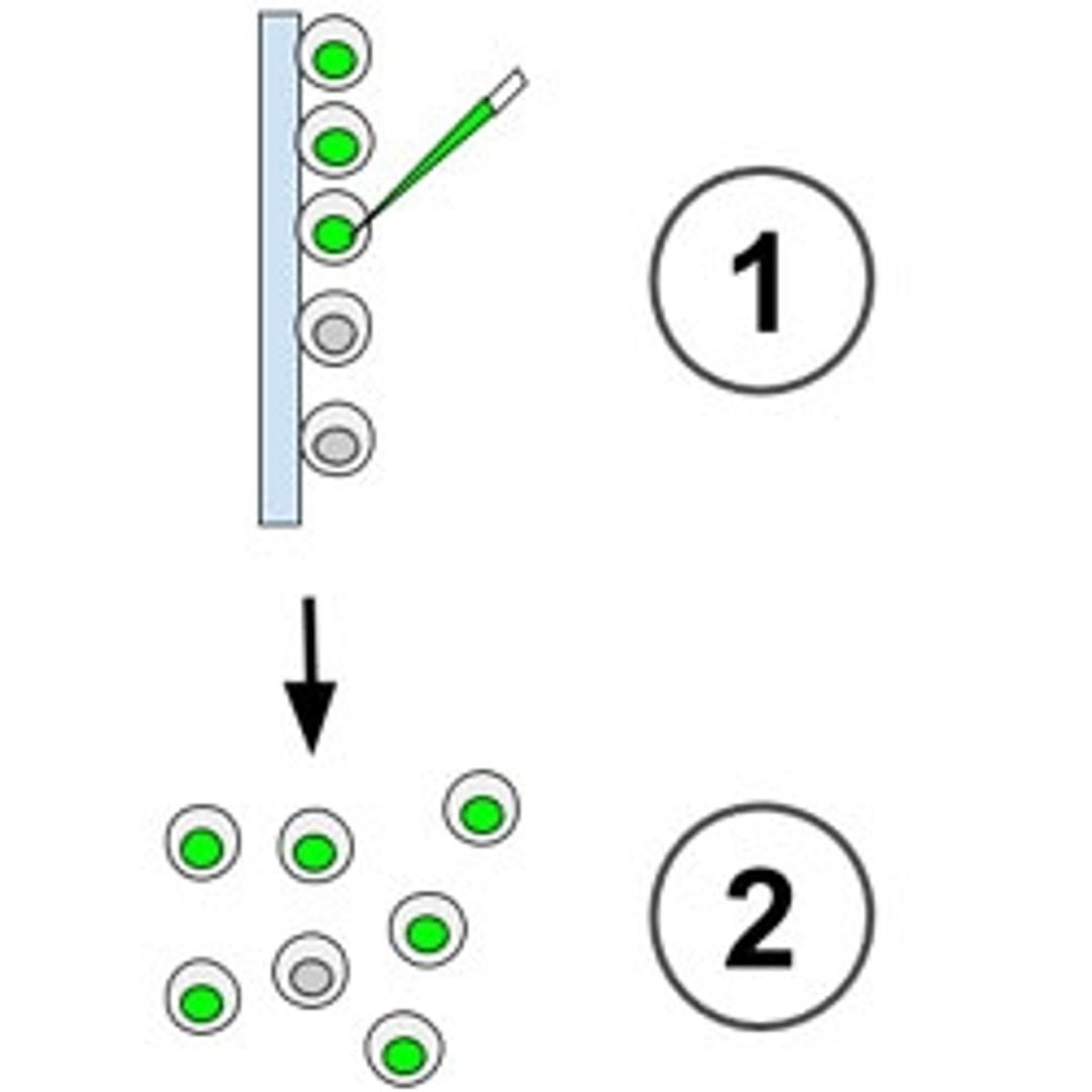 Zebrafish Inject Express Service - InVivo Biosystems - Life Sciences