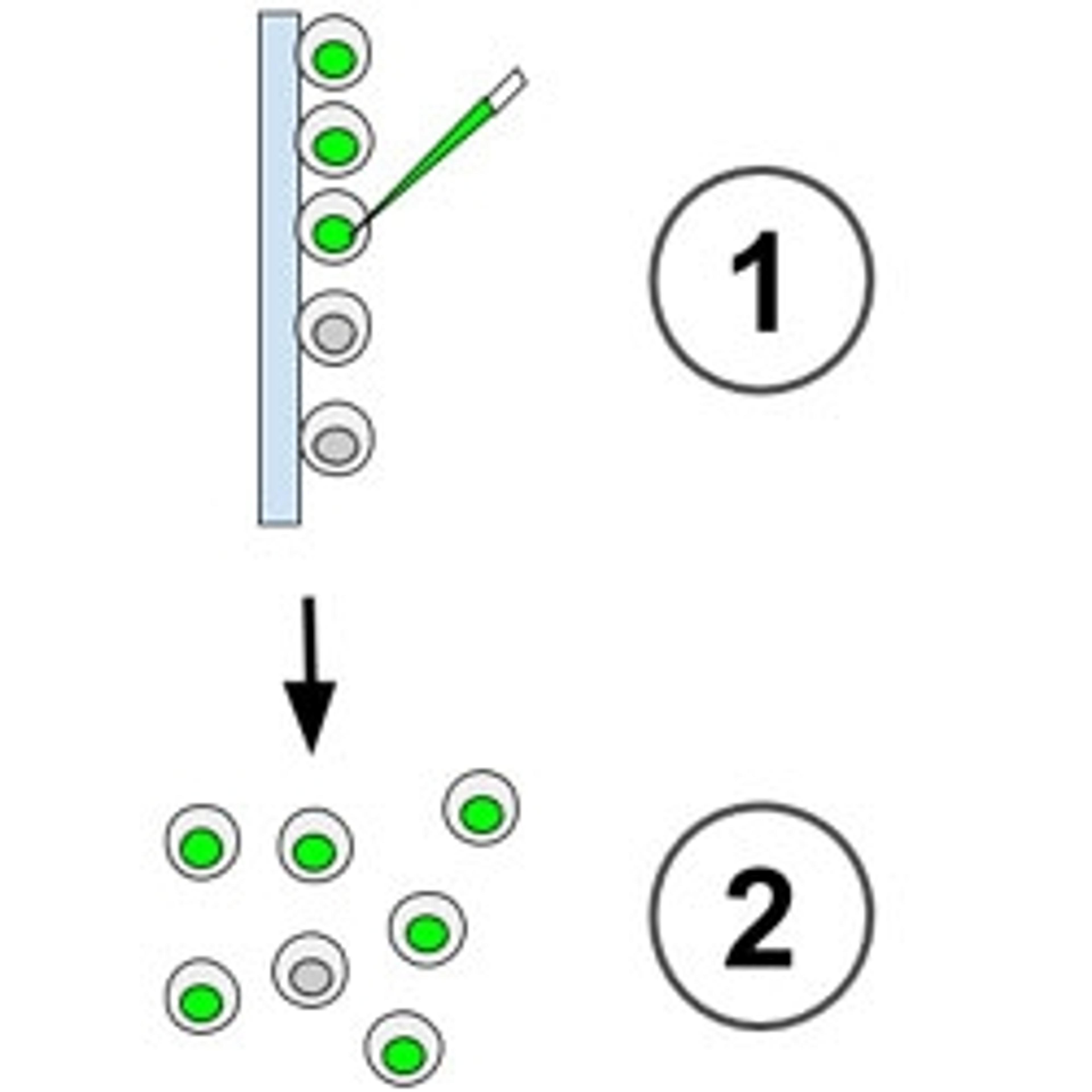 Zebrafish Inject Express Service - InVivo Biosystems - Life Sciences
